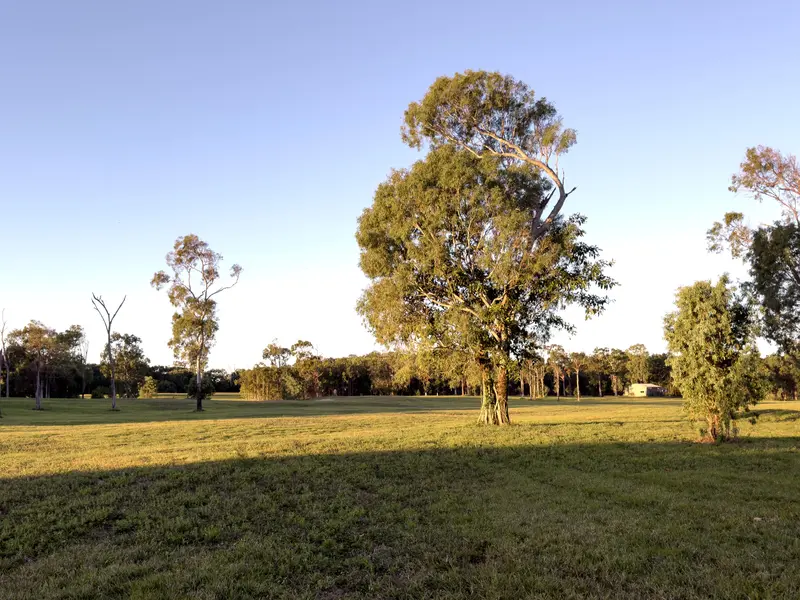 The plains at ground level, eucalypts in the open